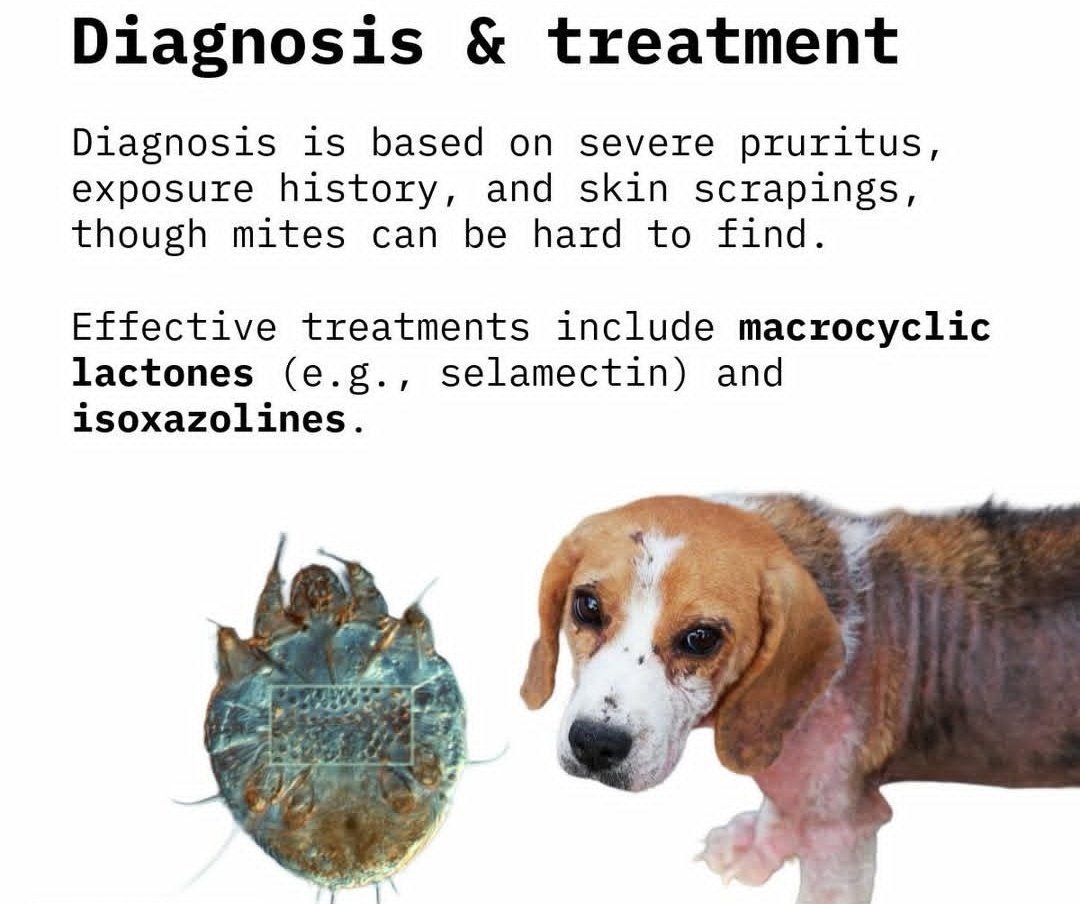 Yerima157803's tweet photo. Sarcoptic Mange is not just about the skin, but the wellbeing of your dog 
Early detection can save your dog from severe discomfort 
#AnimalHealth
#VetMed
 #DogCare 
#Healthpriority https://t.co/5Oa7b1SNQ1