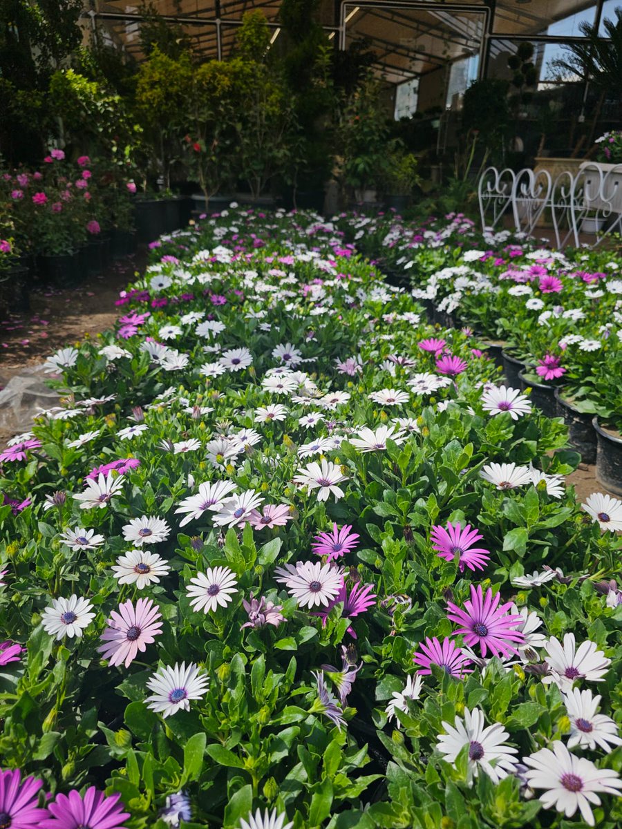 Sayf🇮🇶*** tweet media