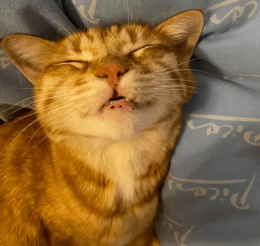 Flutsch Finger tweet media