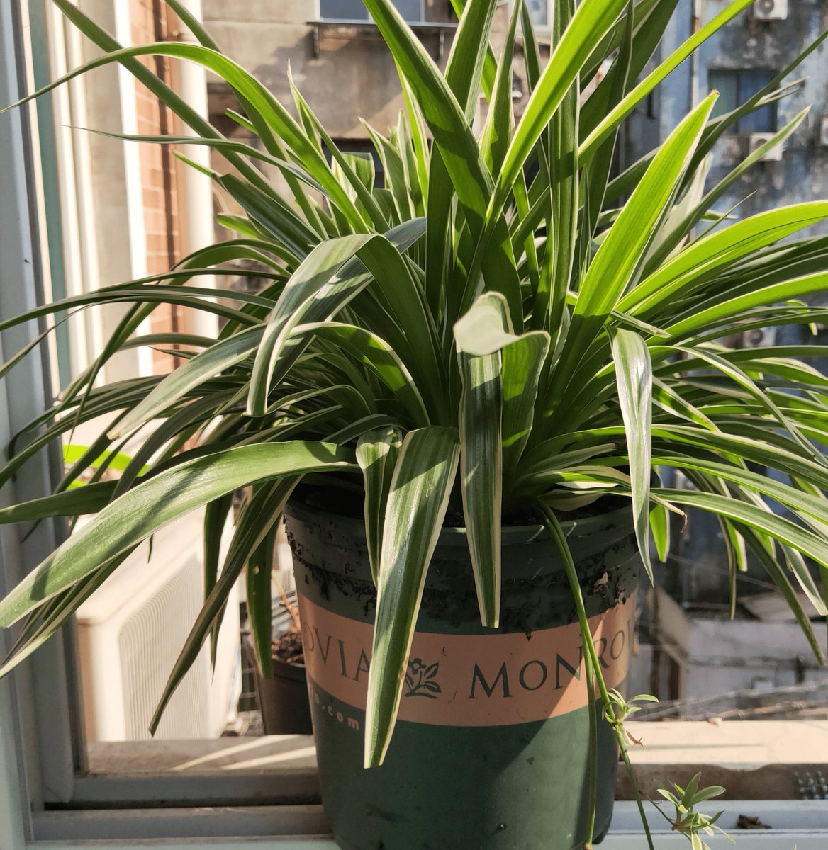 siyin tan tweet media