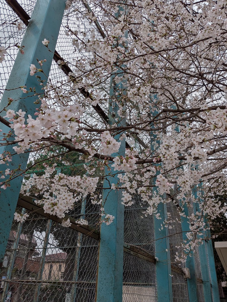 ゾルタン犬@5/4文学フリマ東京パナトリエ tweet media