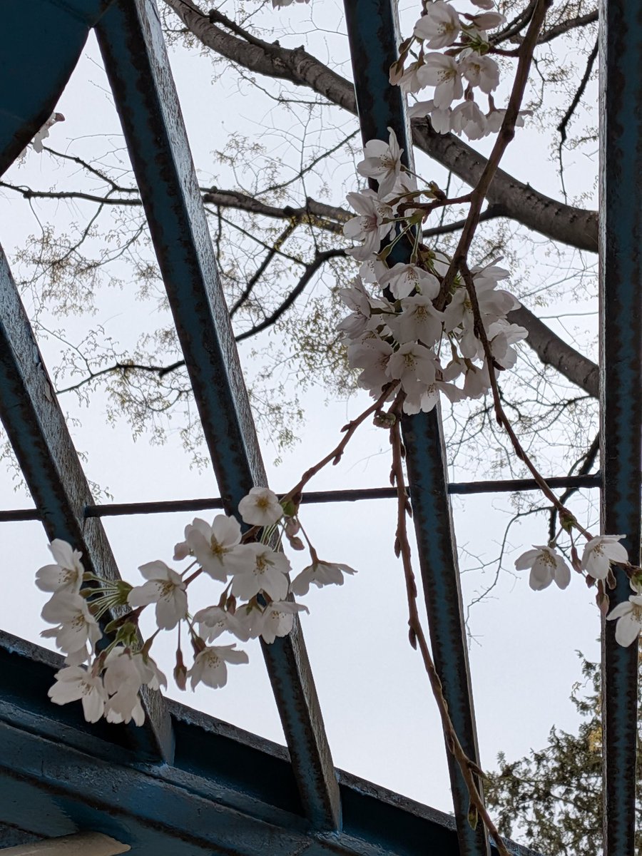 ゾルタン犬@5/4文学フリマ東京パナトリエ tweet media