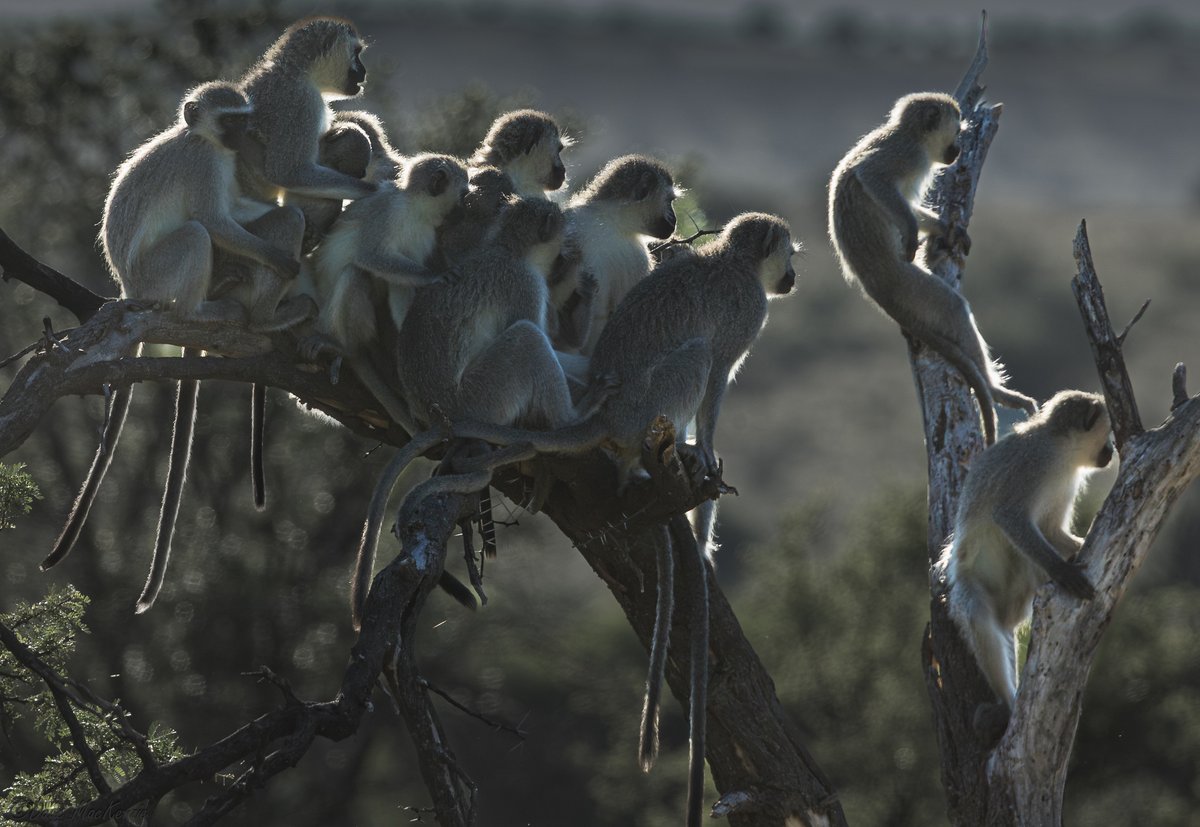 SANParks Mountain Zebra tweet media