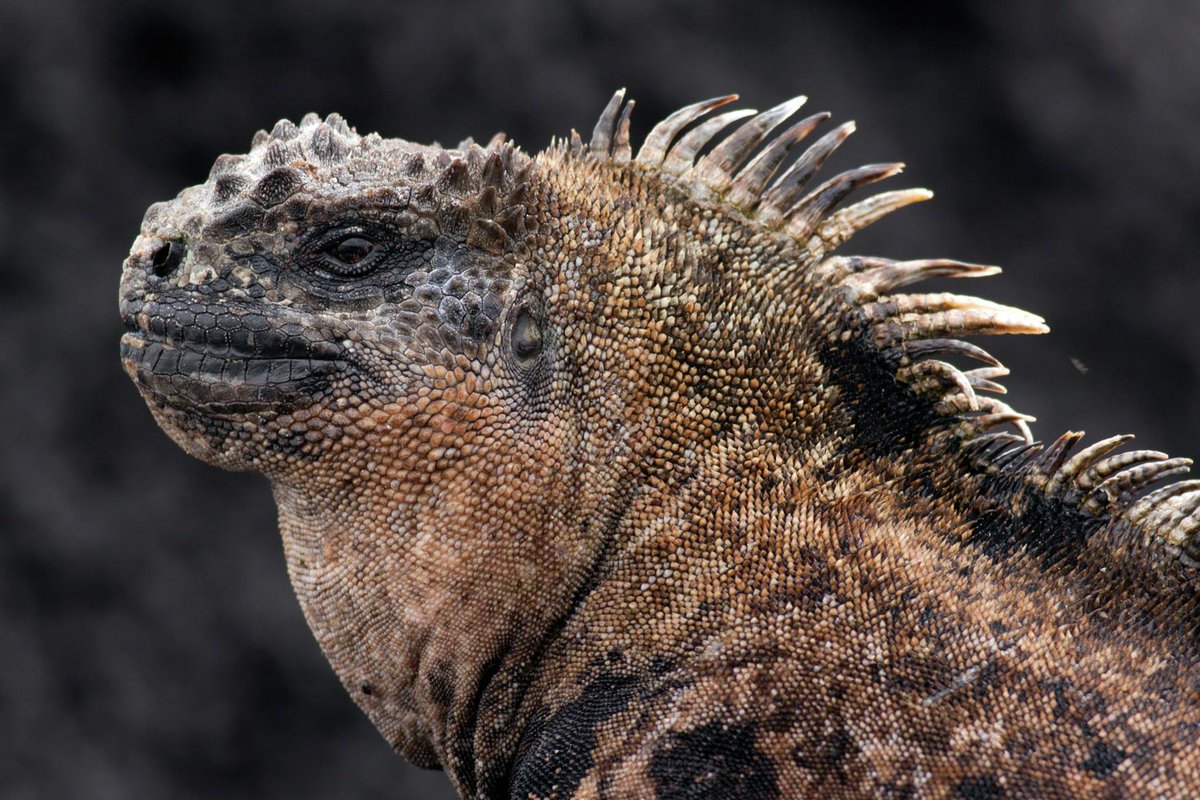 bioweb9's tweet image. La especie del día. Iguana marina (Amblyrhynchus cristatus), endémica de Ecuador. Única lagartija que se alimenta en el fondo del mar. En El Niño, escasea su alimento y puede reducir su tamaño, recuperándolo luego.
#biodiversidad #wild
📸 Santiago Ron
🔗 n9.cl/b08e4