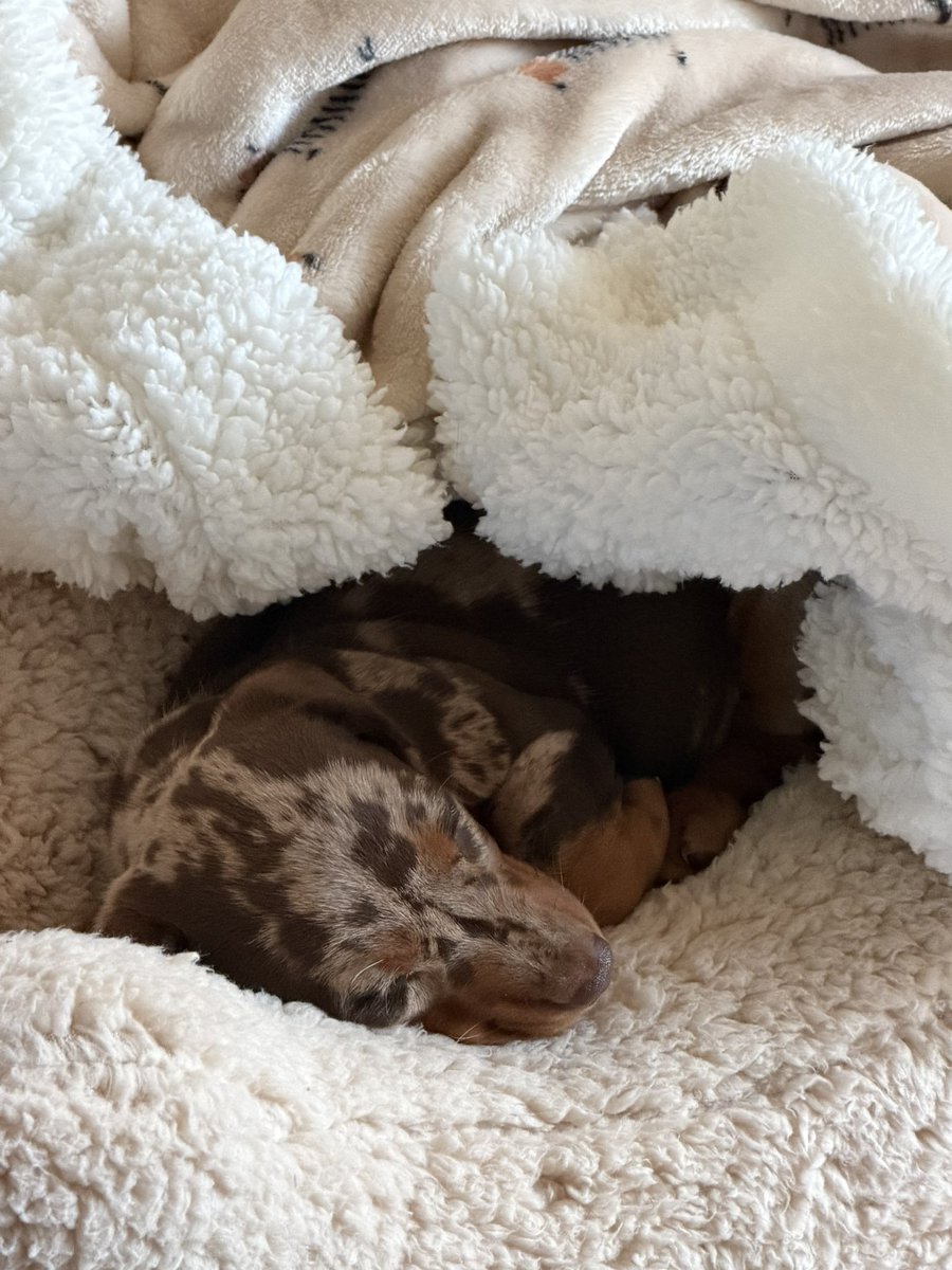 Peter ter Horst tweet media