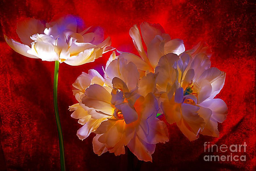 Alexander Vinogradov tweet media