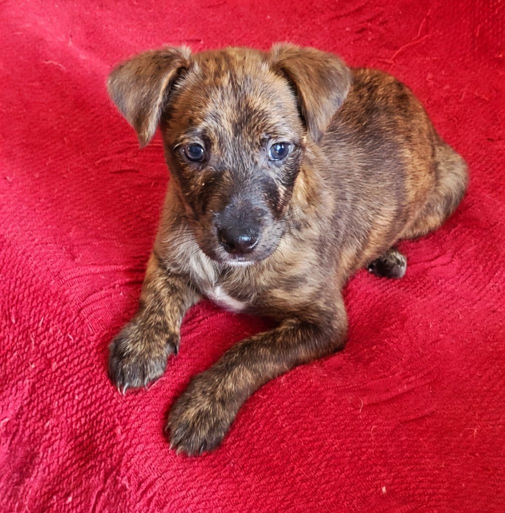 Greta Fanti tweet media