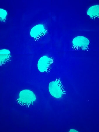 델피니움 486 tweet media