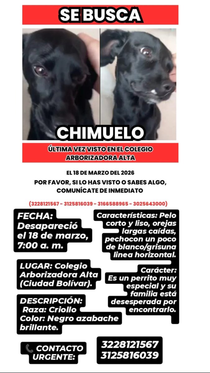 🚨 ¡BUSCAMOS A CHIMUELO! 🚨
Desapareció el 18 de marzo, 7:00 a. m., en el Colegio Arborizadora Alta (Ciudad Bolívar). Es criollo, de color negro azabache brillante, pelo corto y liso, orejas largas caídas. ​Es cariñoso y amigable. Visto en el CC Ensueño 20 marzo

📞 : 3228121567