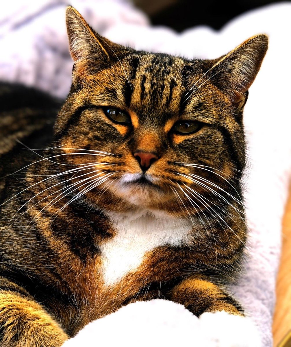 Robert Allotment cat,now helped by Janet & Amanda tweet media