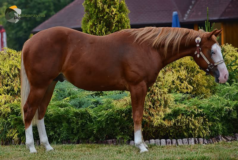 🐎 Lucky McQueen 🏎️ tweet media