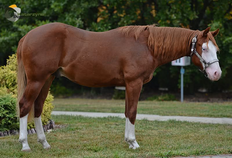 🐎 Lucky McQueen 🏎️ tweet media