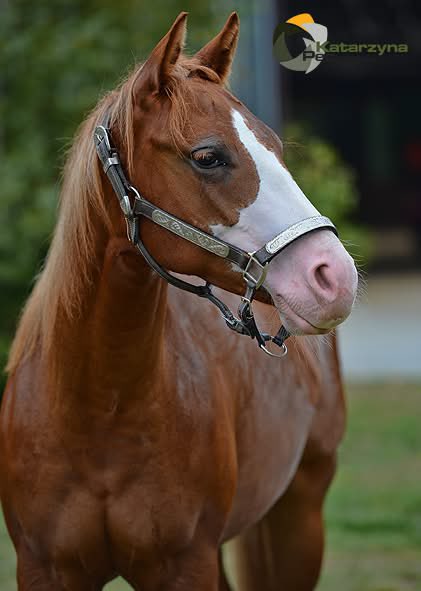 🐎 Lucky McQueen 🏎️ tweet media