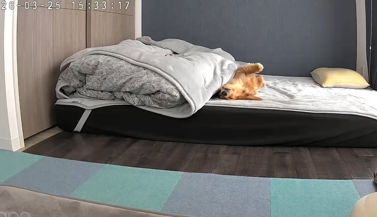 リ～くん歩くよ～…ﾄﾎﾞﾄﾎﾞ tweet media