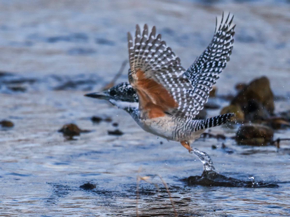 トラッタ tweet media