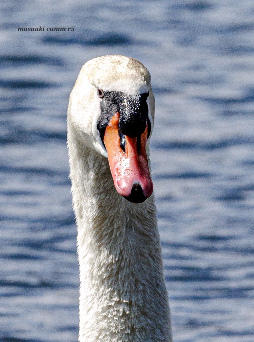 まさあき tweet media