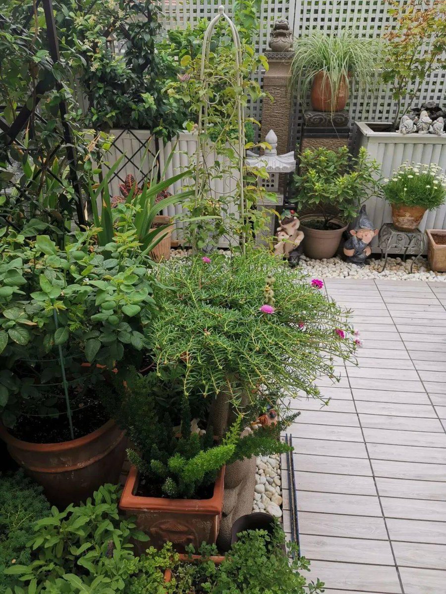 sujan roy tweet media