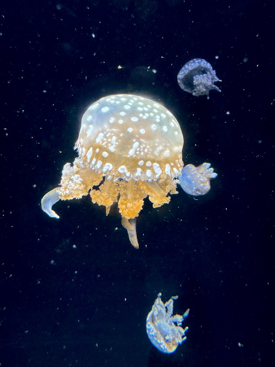 ako kimizuka tweet media