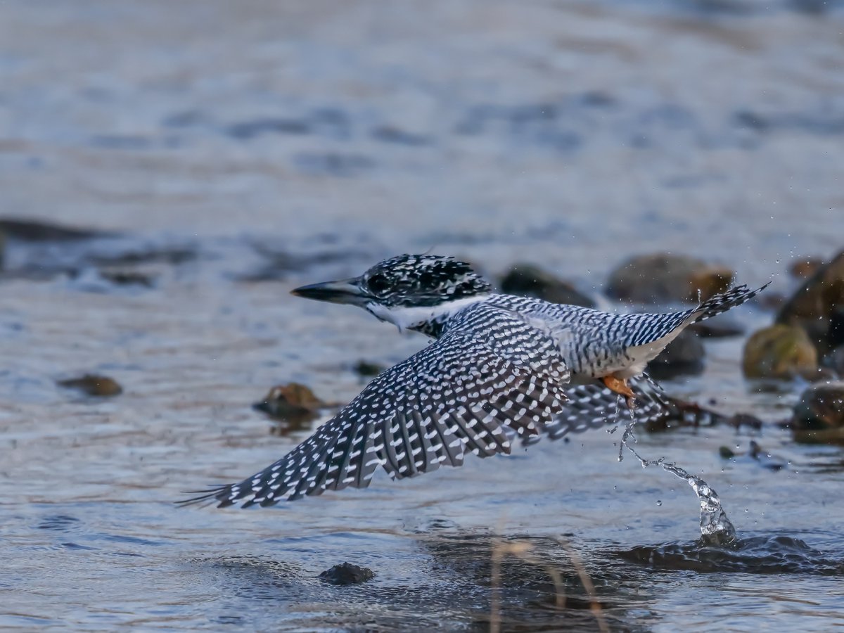 トラッタ tweet media