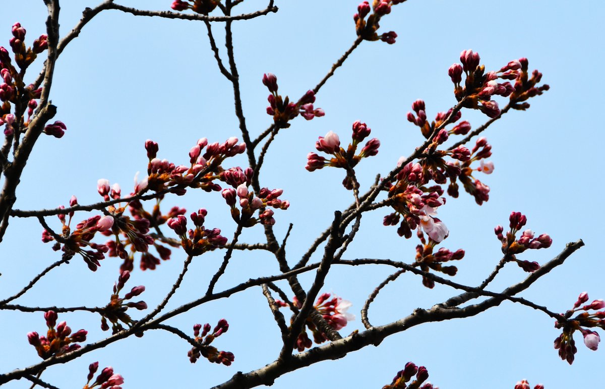 CampSendaiPR's tweet photo. 【桜が咲きました🌸】
３月２５日に桜の開花を確認しました！
これから桜情報をどんどん更新しますので、仙台���屯地のＸでご確認ください！

＃陸上自衛隊　＃仙台駐屯地　＃桜　＃開花 https://t.co/GzDEelJtcc