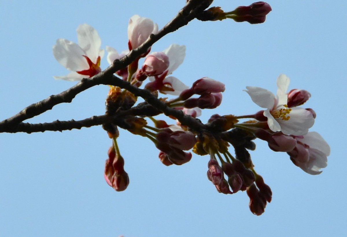 CampSendaiPR's tweet photo. 【桜が咲きました🌸】
３月２５日に桜の開花を確認しました！
これから桜情報をどんどん更新しますので、仙台���屯地のＸでご確認ください！

＃陸上自衛隊　＃仙台駐屯地　＃桜　＃開花 https://t.co/GzDEelJtcc