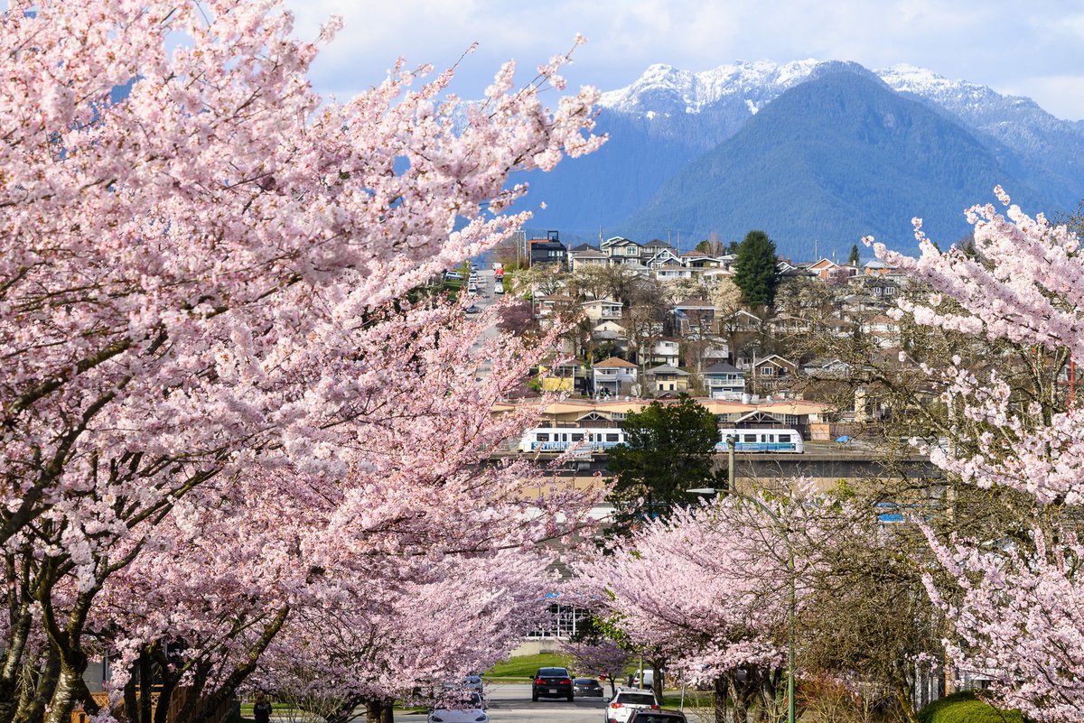 martopiggus's tweet photo. My favorite sakura scene https://t.co/kkhBCDQeEM