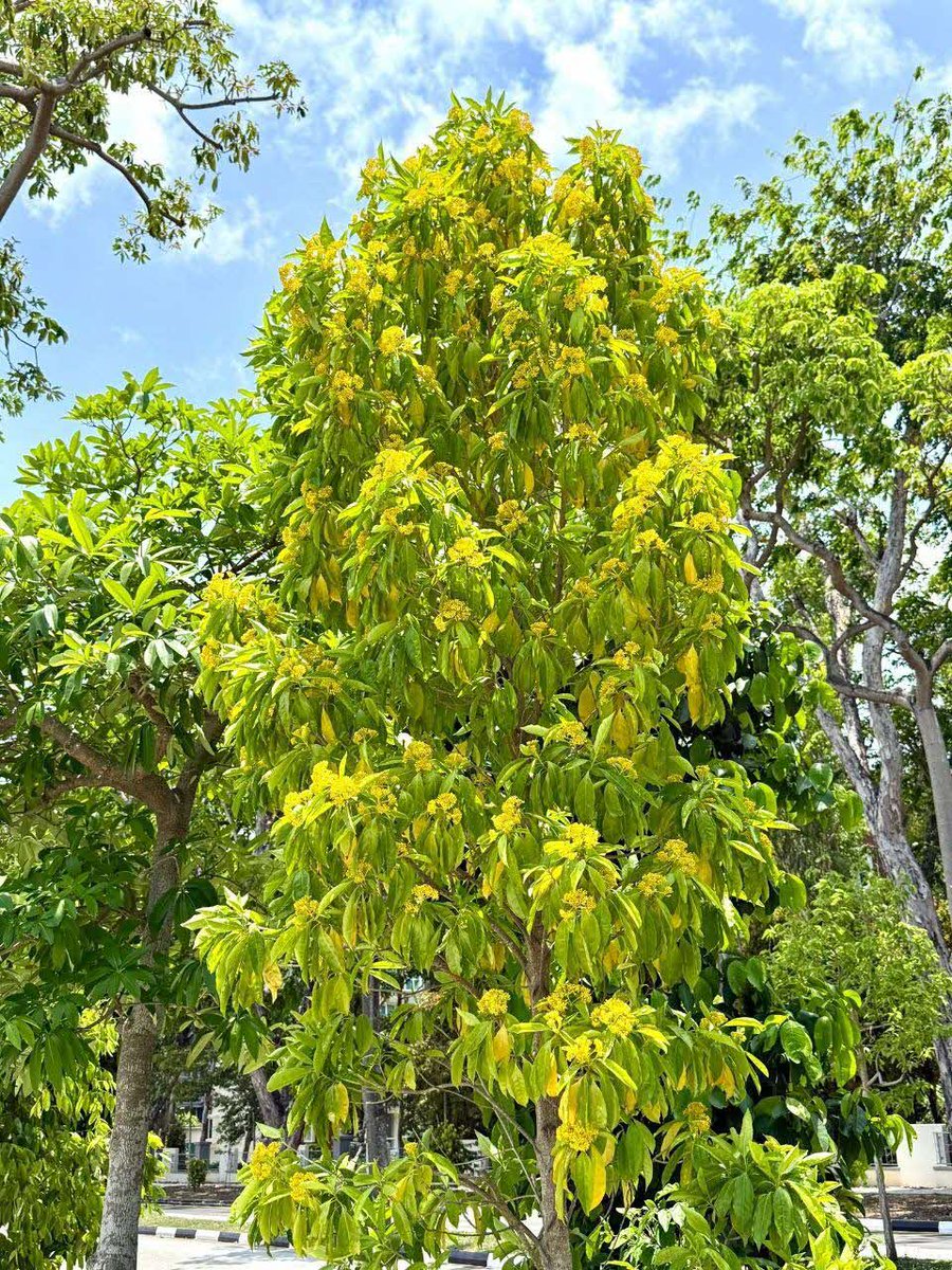 National Parks Board tweet media