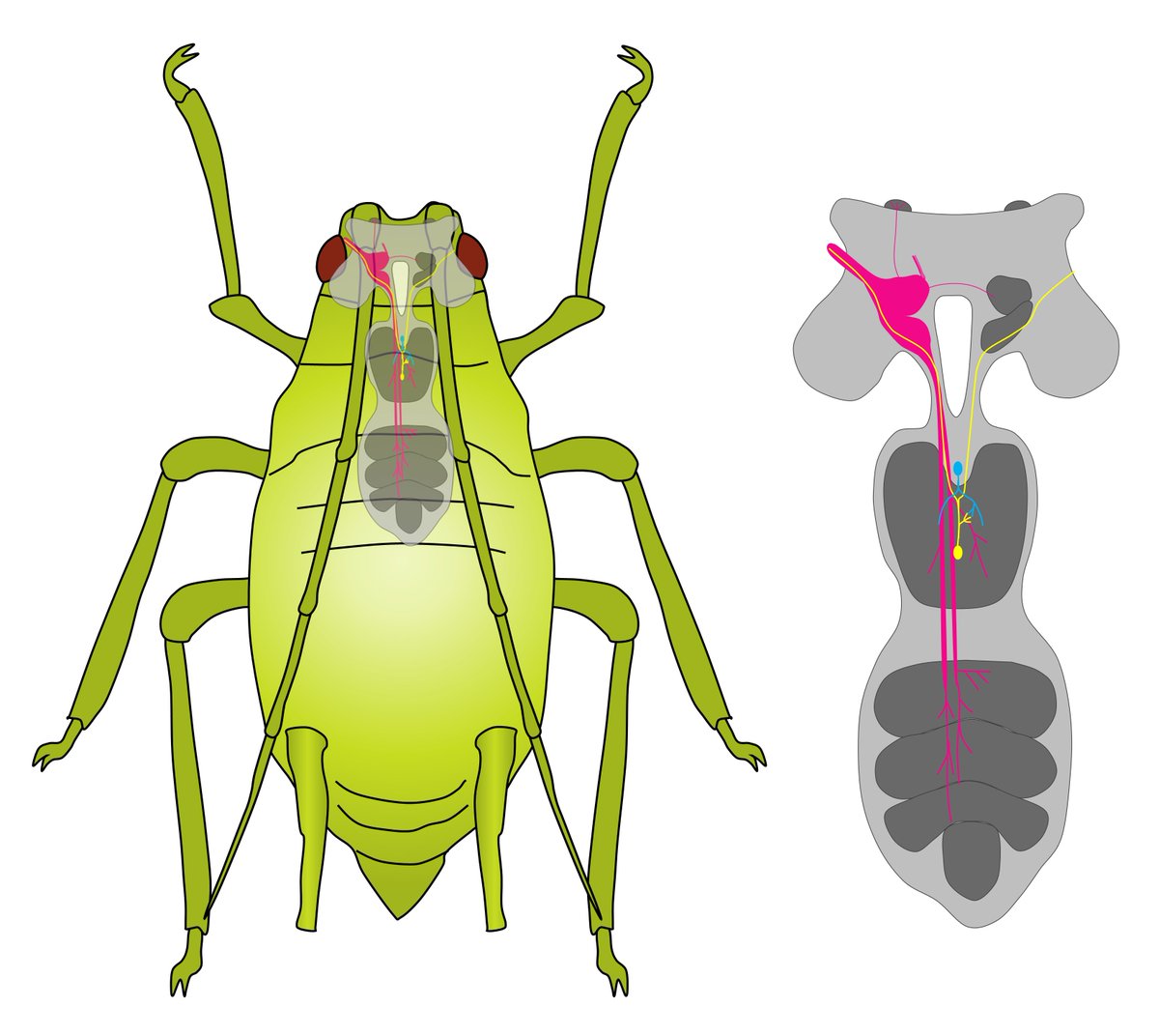 Insects_MDPI's tweet photo. Central Projections of #AntennalSensoryNeurons in the #Aphid #Myzuspersicae
👉Open Access: https://t.co/NmrwSPhtmF
📰Media coverage: https://t.co/SntlvKj9bg
#mdpiinsects https://t.co/mnmOAiC45F