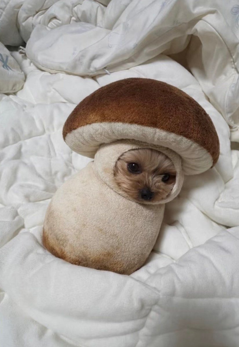 everything dogs 🐶 tweet media