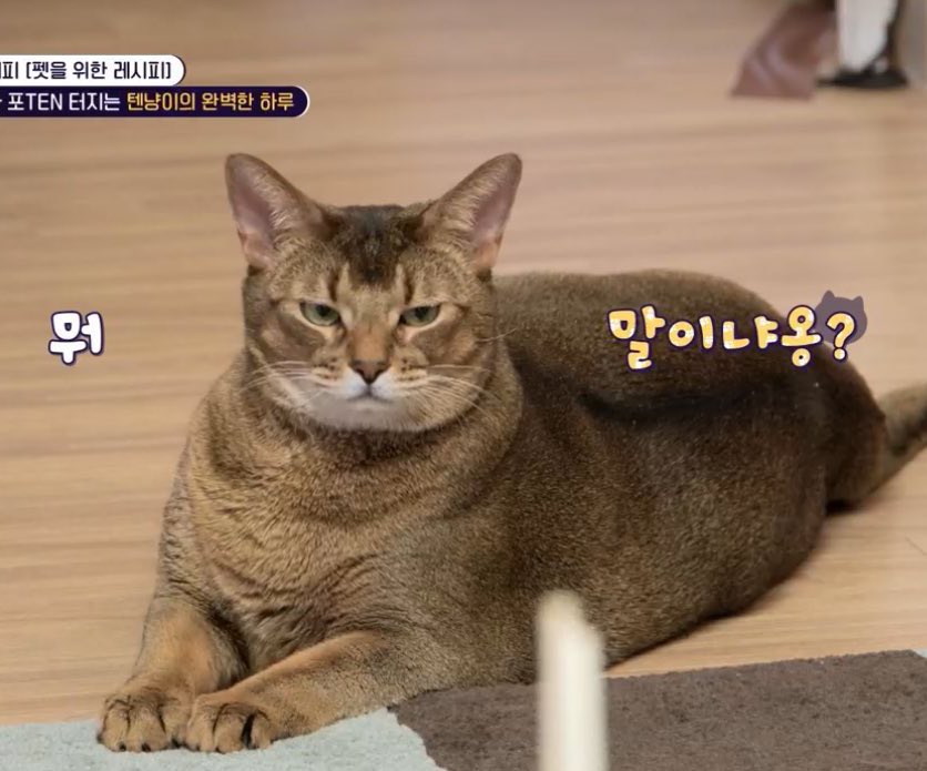 ✿ 🎄 ✦ 🄿🄺 tweet media