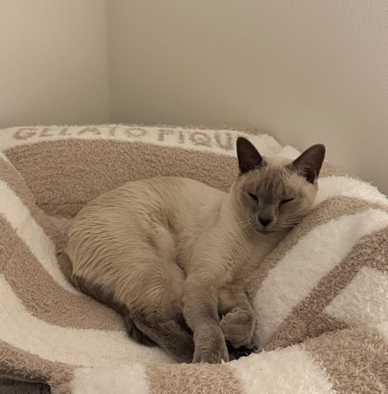 ✿ 🎄 ✦ 🄿🄺 tweet media