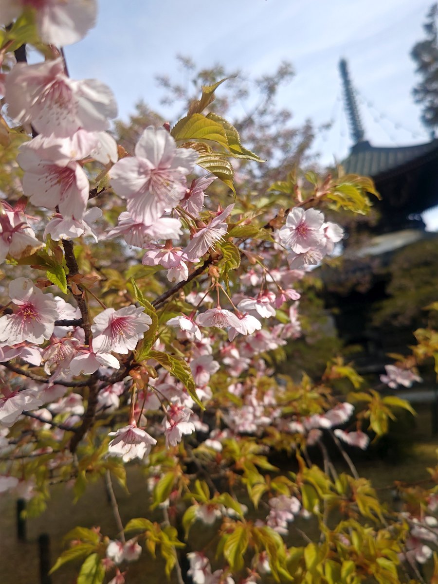 hitomihcx's tweet photo. Seiryoji Temple/清凉寺/2026.03.24
#Kyoto #京都 #arashiyama #嵐山
#Seiryoji #清凉寺
#Sagasyakado #嵯峨釈迦堂
#NearbyTemple #近所の寺
#PlumBlossom #梅
#CherryBlossoms #桜
#KawazuCherryBlossoms #河津桜
#WeepingCherryTree #枝垂れ桜 https://t.co/r7GIag04Xw