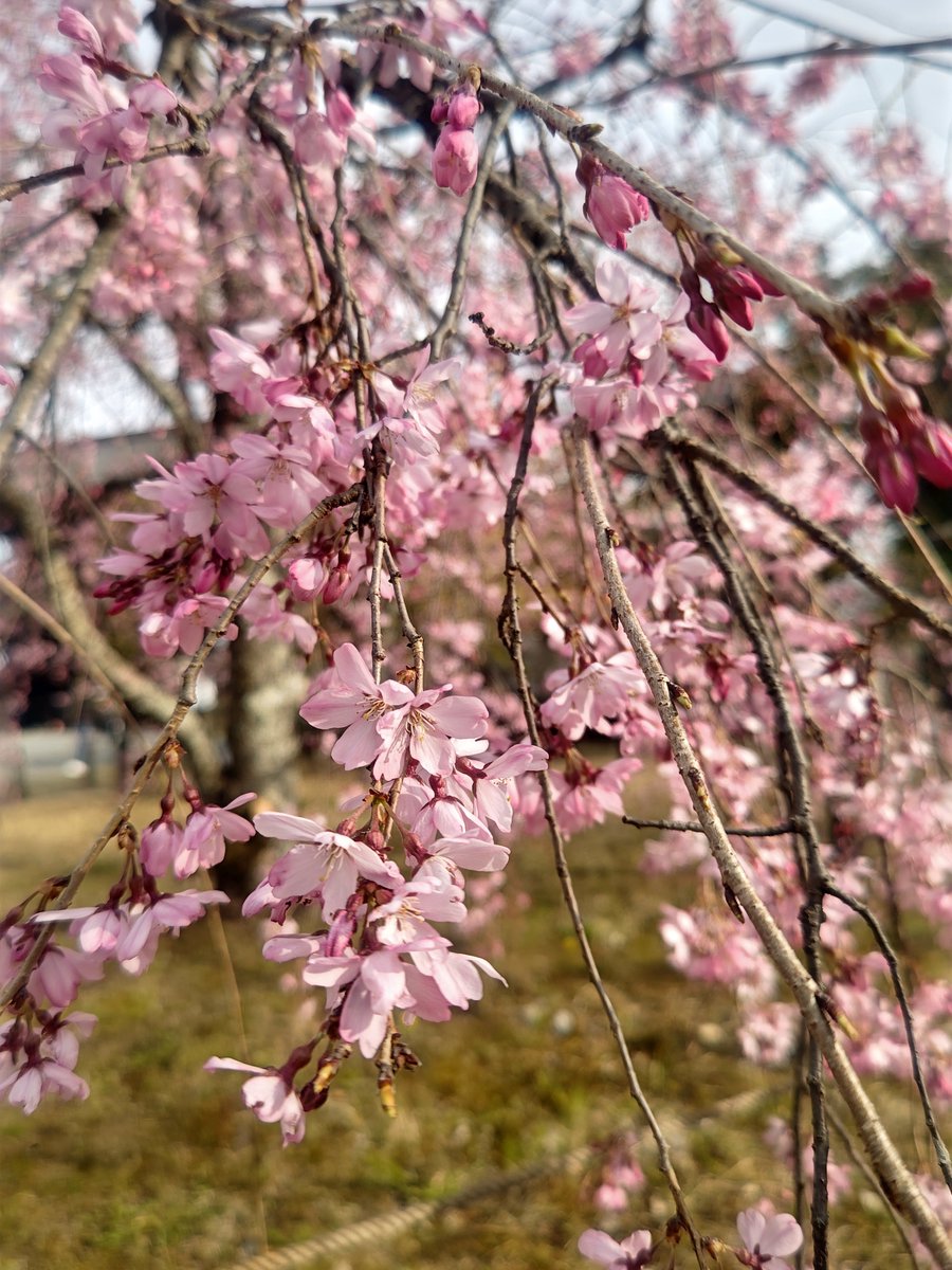 hitomihcx's tweet photo. Seiryoji Temple/清凉寺/2026.03.24
#Kyoto #京都 #arashiyama #嵐山
#Seiryoji #清凉寺
#Sagasyakado #嵯峨釈迦堂
#NearbyTemple #近所の寺
#PlumBlossom #梅
#CherryBlossoms #桜
#KawazuCherryBlossoms #河津桜
#WeepingCherryTree #枝垂れ桜 https://t.co/r7GIag04Xw