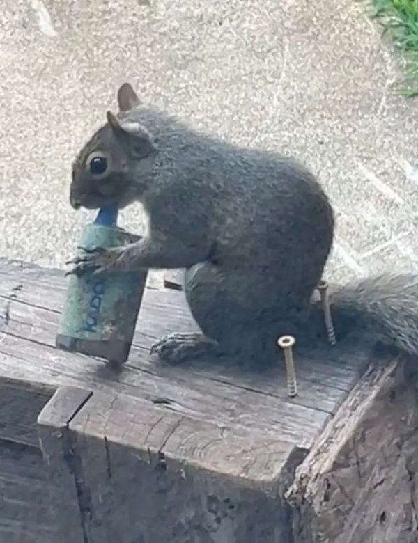 엑스텔러 tweet media