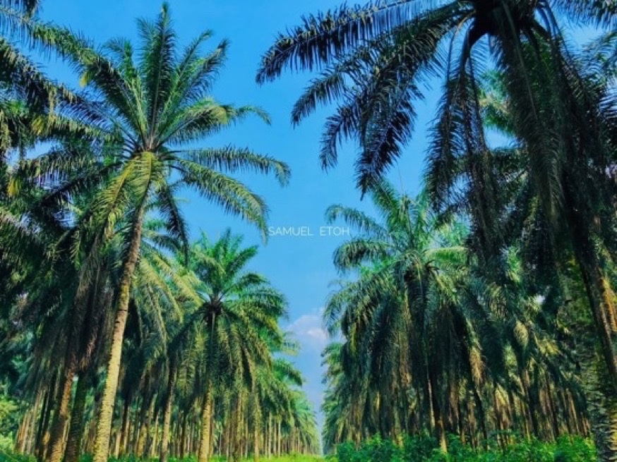 Asụsụ Igbo tweet media