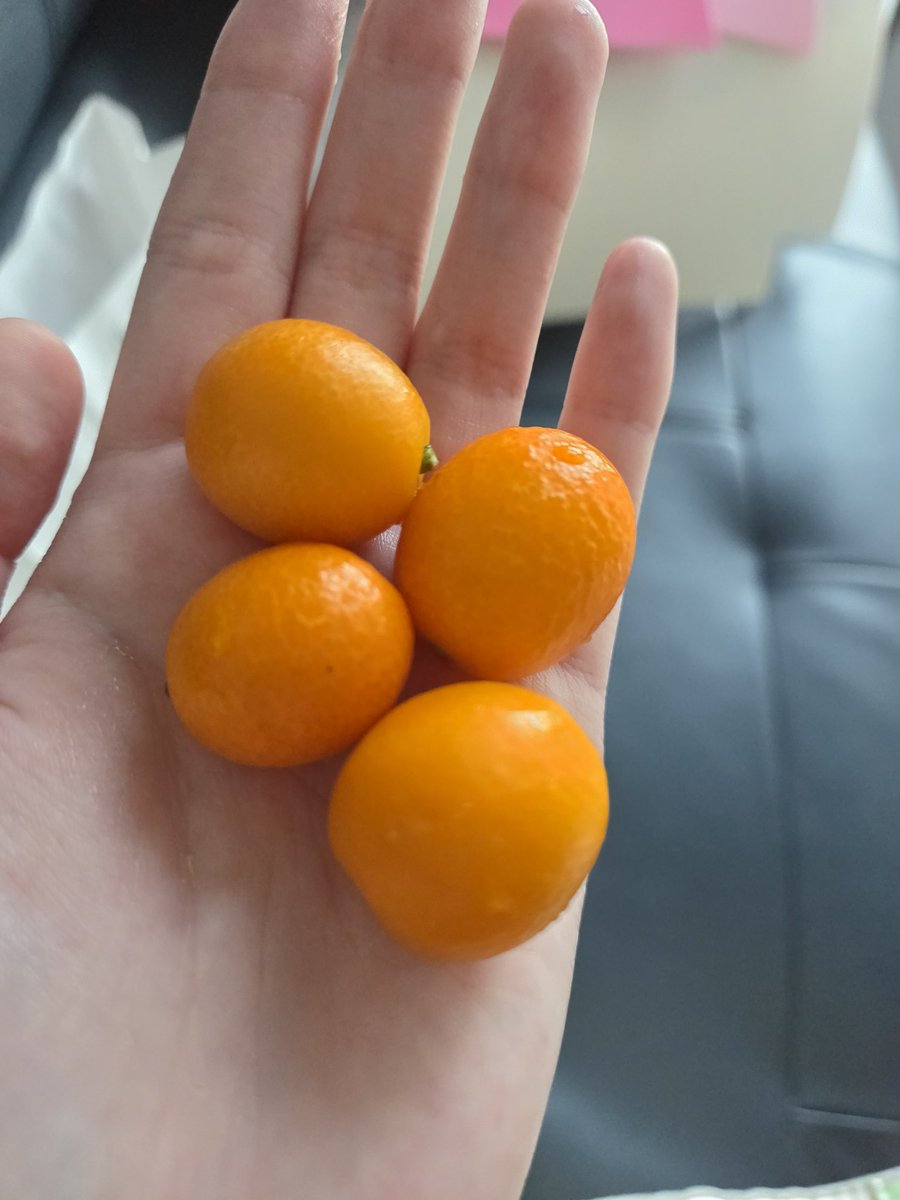 따리까스 tweet media