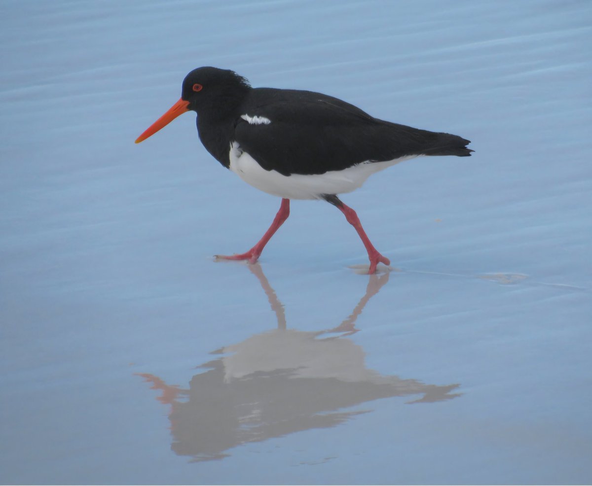 Ian Ebbage tweet media