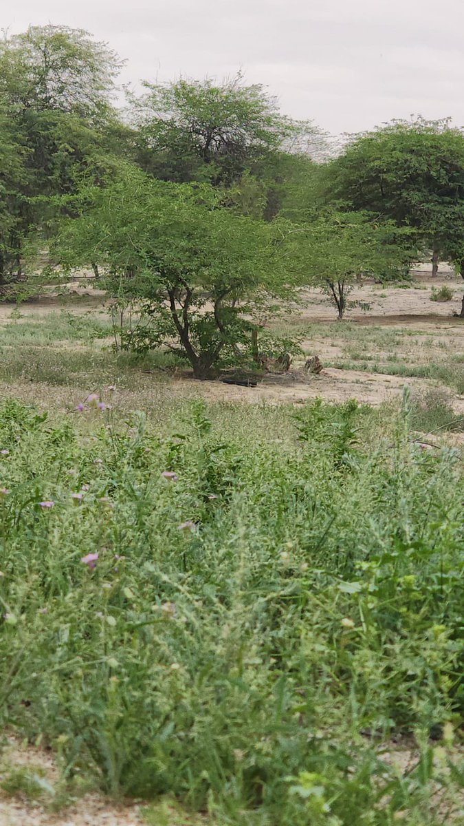 م. عبدالله الشايب tweet media