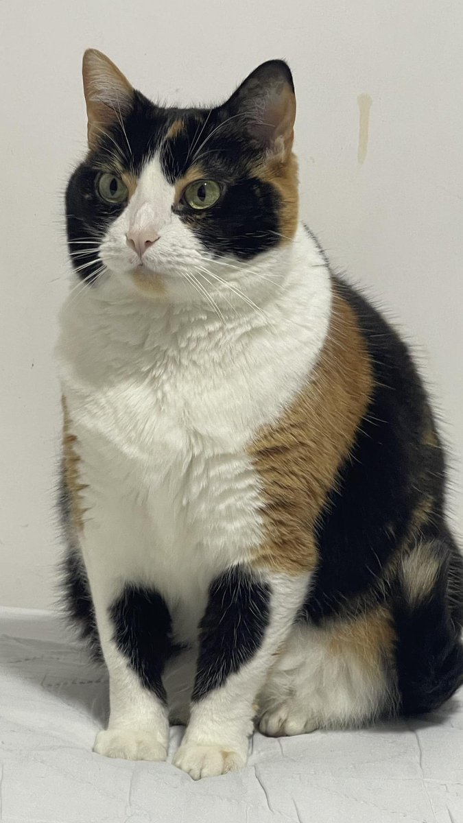 Sara Mary ⭐❤️ tweet media