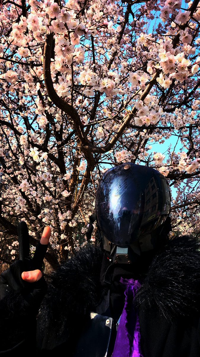 루퍼드(lunatic purple dragon) tweet media