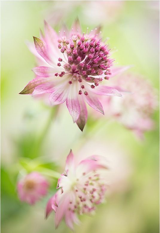 Rosy ✿.•*¨*❥ ¸¸.•° ꕤ tweet media