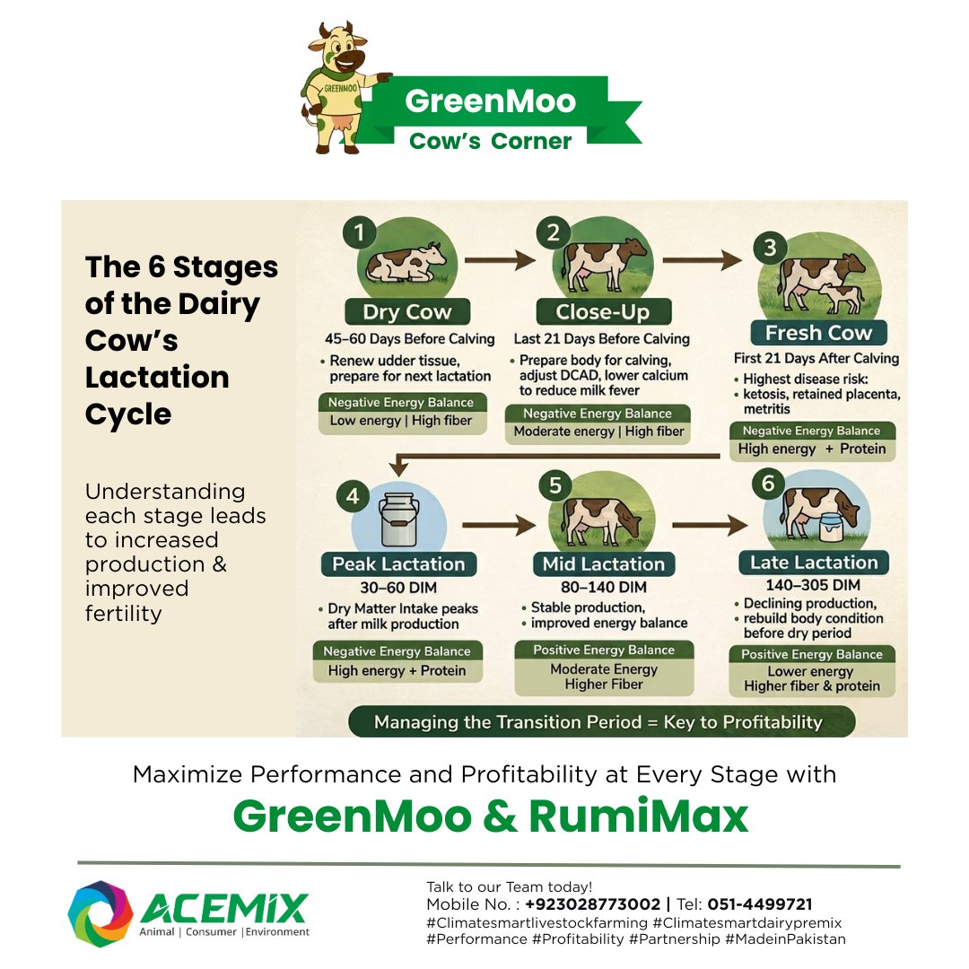 ACEMIX_OFFICIAL's tweet image. Understanding 6 Stages of Lactation = More Milk + Better Fertility. From Dry Cow to Late Lactation, every stage has unique nutritional needs. GreenMoo &amp;amp; RumiMax support cows through each stage. Improve fertility, reduce disease risk, and maximize production
03028773002 #ACEMIX