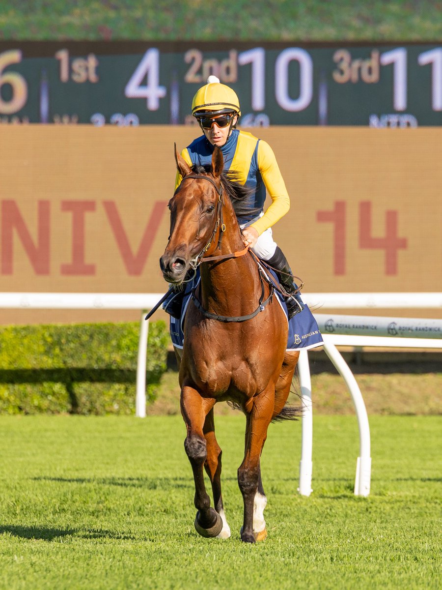 BBakerRacing's tweet photo. A poetic win - as one All Too Hard Mare retires in the Ridgmont colours, a filly in the same colours notches up her first city win 💙💛

Right on cue, HORSESHOE HILL delivers on the Kenso today. A great ride from Jason Collett, Steffi Magnetica’s regular jockey https://t.co/7xZkt19RBy