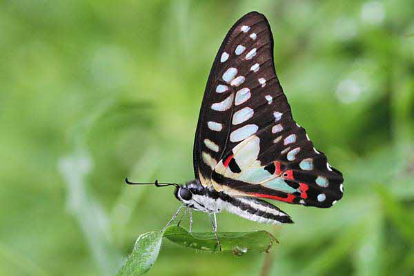 National Parks Board tweet media