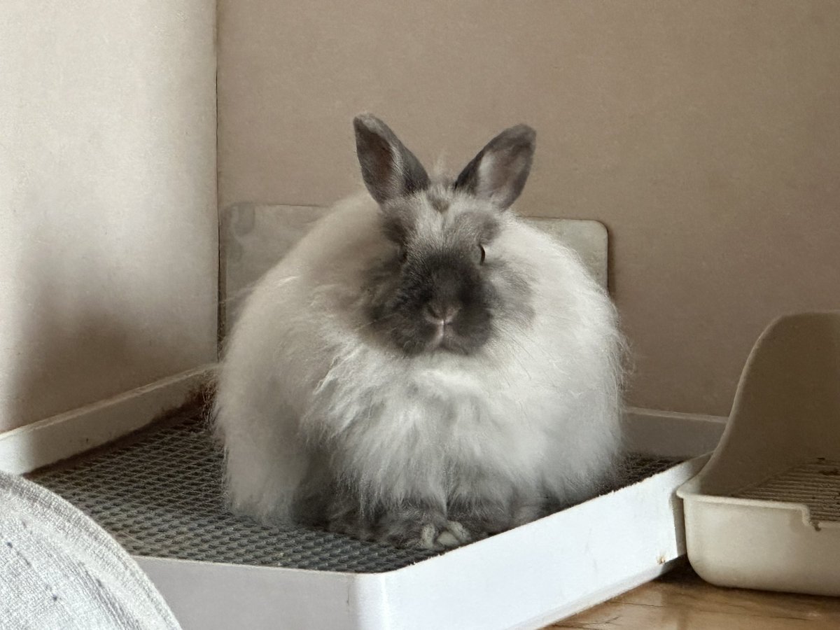 ギンリンと奴隷の竜 tweet media