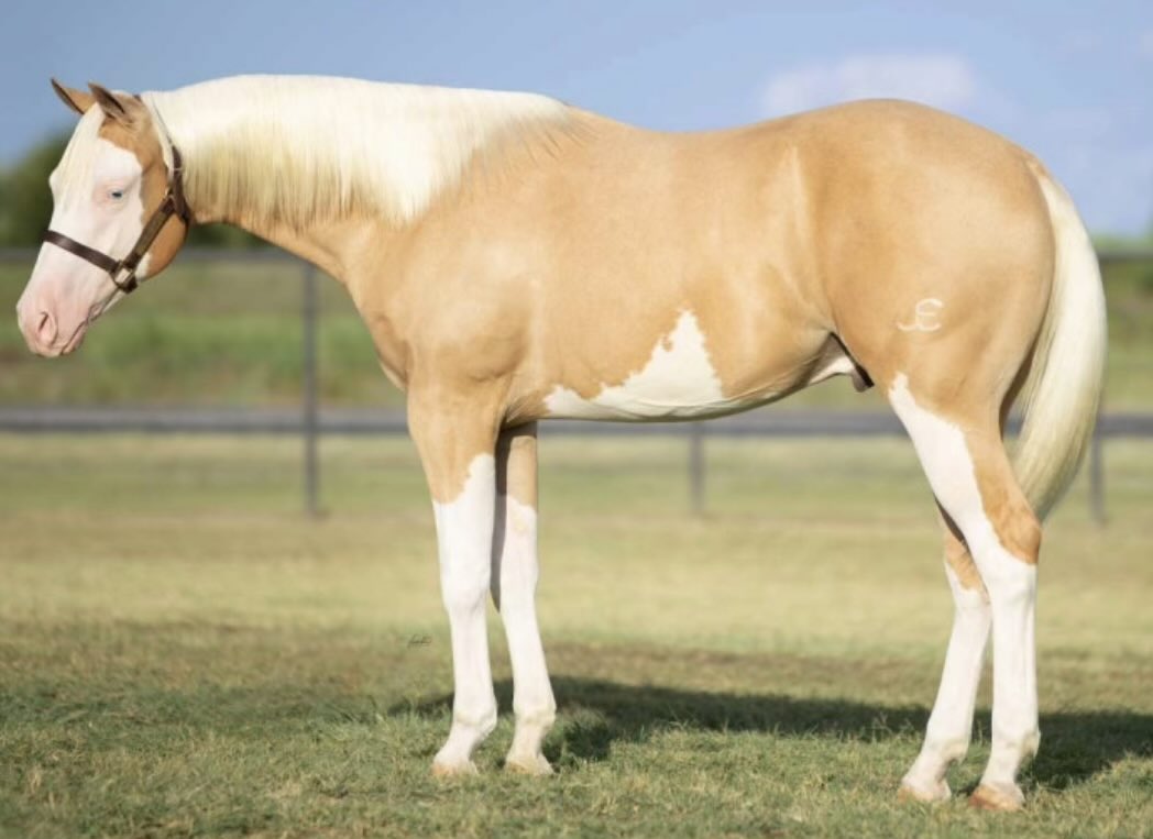 🐎 Lucky McQueen 🏎️ tweet media