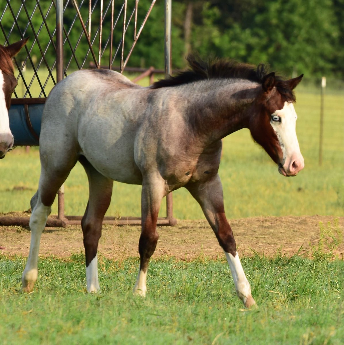 🐎 Lucky McQueen 🏎️ tweet media