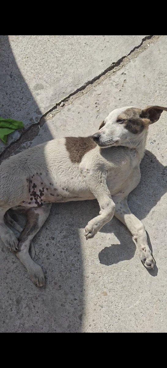 justiceforanimal_mzn Legal mind's tweet media