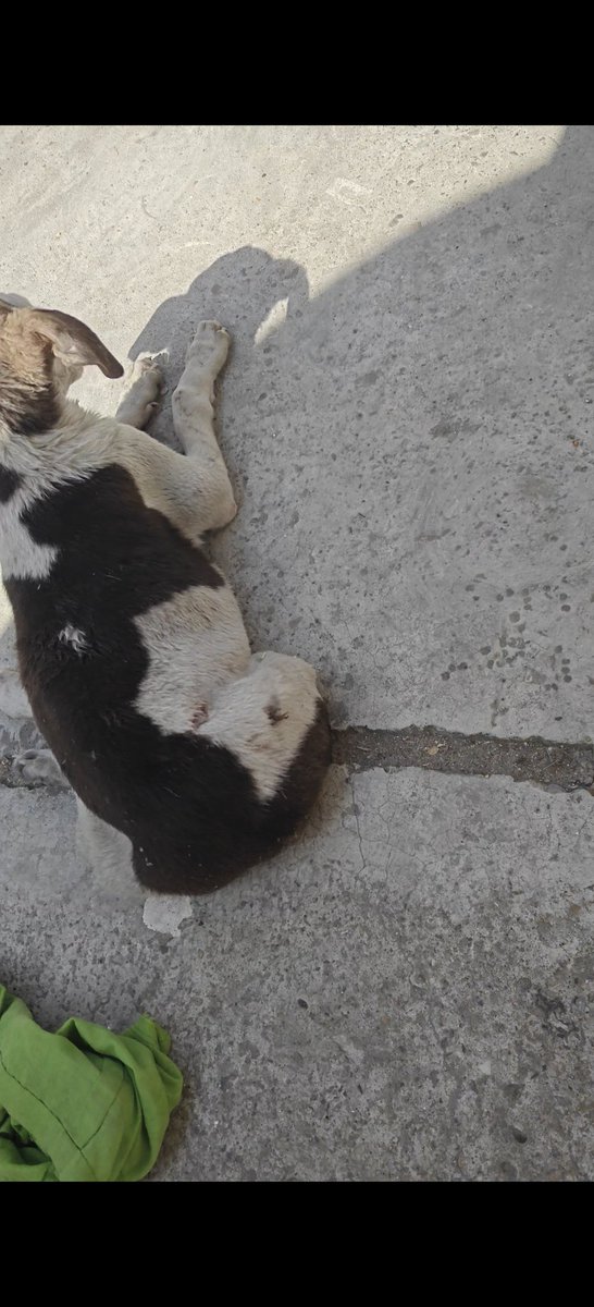 justiceforanimal_mzn Legal mind's tweet media