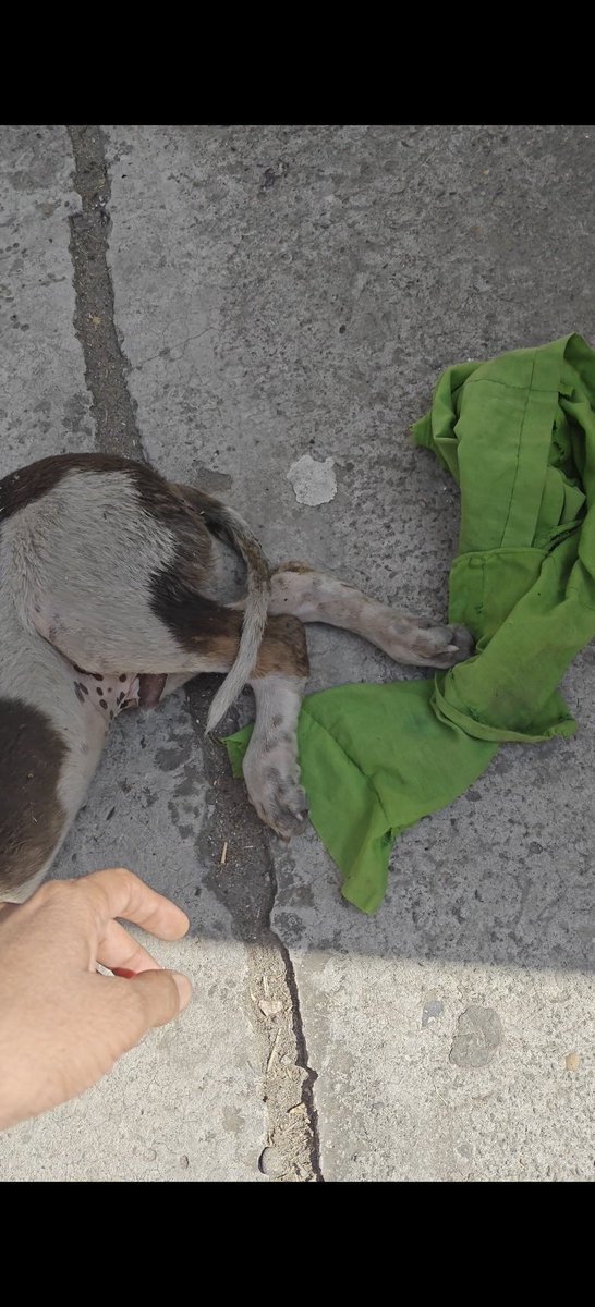 justiceforanimal_mzn Legal mind's tweet media